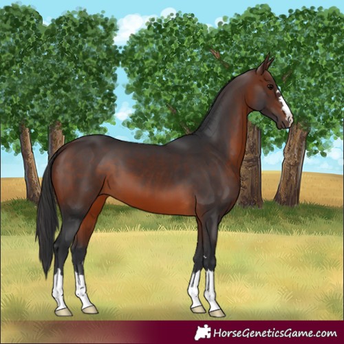 Horse Color:Brown 