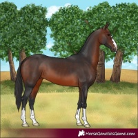 Horse Color:Brown 