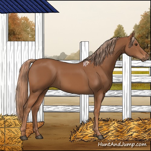 Horse Color:Chestnut 