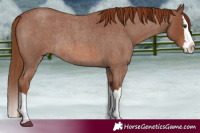Horse Color:Red Roan Splash Rabicano 