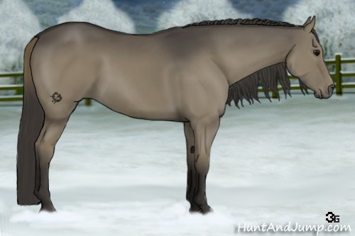Horse Color:Smoky Grullo