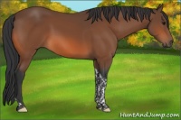 Horse Color:Bay Tobiano 
