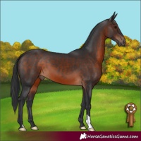 Horse Color:Brown 