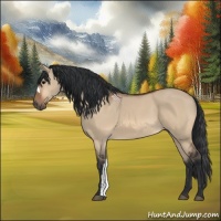 Horse Color:Bay Dun 