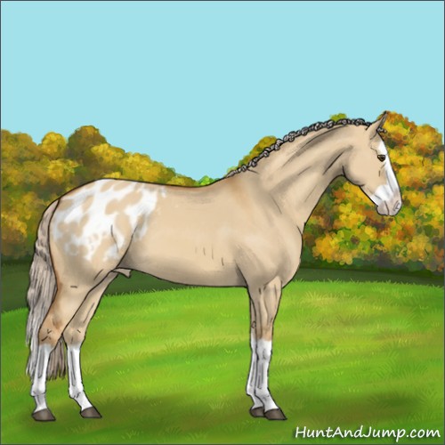 Horse Color:Palomino Dun Splash Appaloosa 