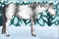 Horse Color:White Spotted Black 