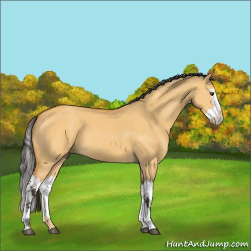 Horse Color:Buckskin Dun Splash 