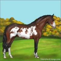 Horse Color:Bay Frame 