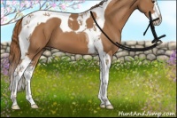 Horse Color:Chestnut Splash Tobiano 