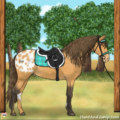 Horse Color:Buckskin Blanket
