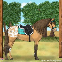 Horse Color:Buckskin Blanket 