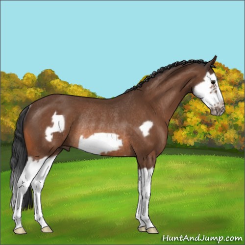 Horse Color:Bay Splash Frame Rabicano 