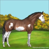 Horse Color:Bay Splash Frame Rabicano 