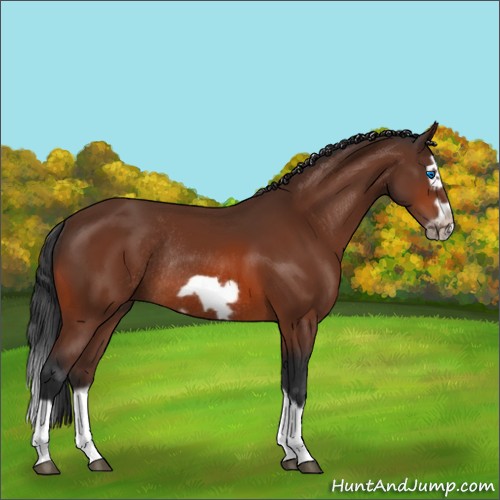 Horse Color:Bay Splash Frame Rabicano 