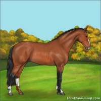 Horse Color:Bay Roan Sabino Rabicano 