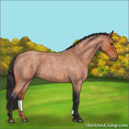 Horse Color:Bay Roan 