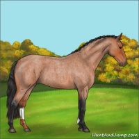 Horse Color:Bay Roan 
