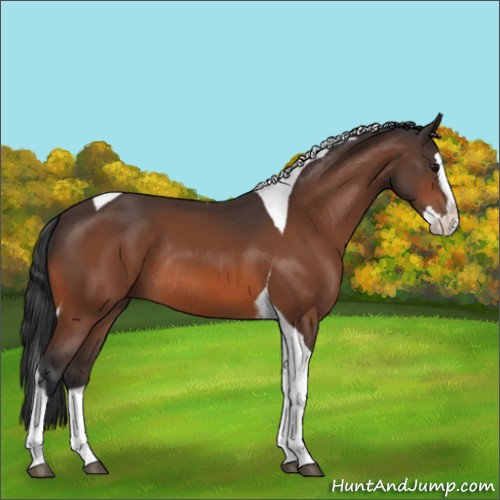 Horse Color:Bay Splash Tobiano Rabicano
