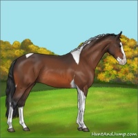 Horse Color:Bay Splash Tobiano Rabicano 