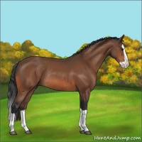 Horse Color:Bay Splash Rabicano 