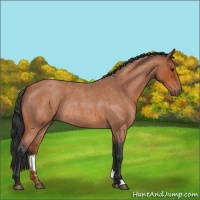 Horse Color:Bay Roan Rabicano 