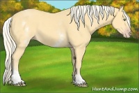 Horse Color:White Spotted Gold Cream Champagne 