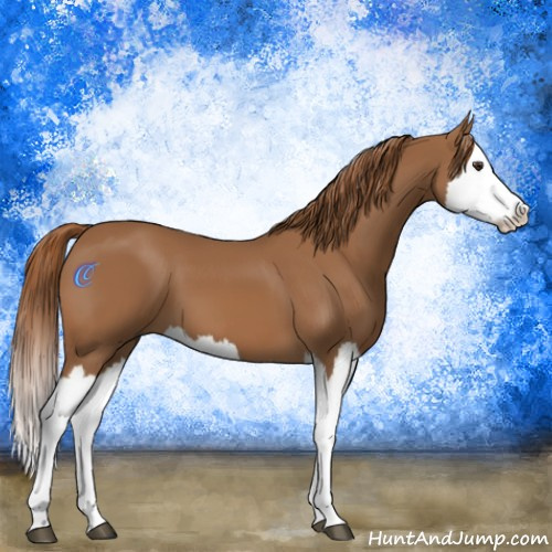 Horse Color:Chestnut Splash