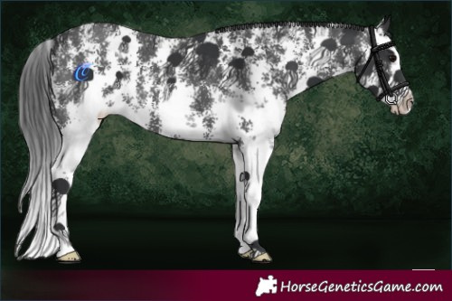 Horse Color:Black Sabino Splash 