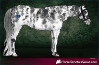 Horse Color:Black Sabino Splash 