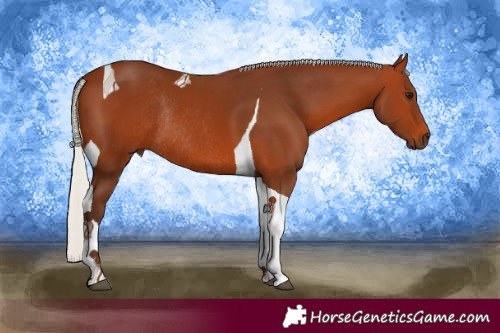 Horse Color:Silver Bay Tobiano Rabicano 