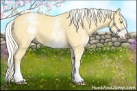 Horse Color:White Spotted Gold Cream Champagne