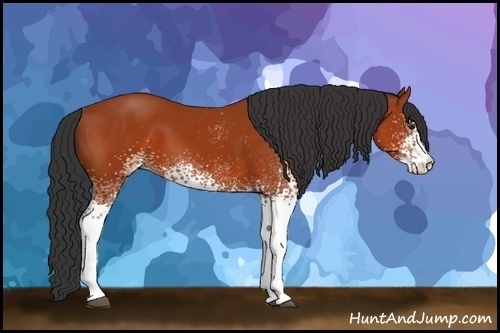 Horse Color:White Spotted Bay 