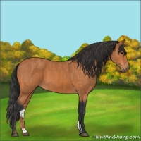 Horse Color:Bay and Bay