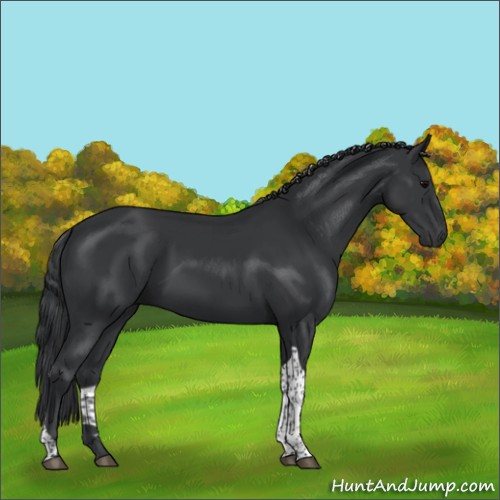 Horse Color:Black Tobiano