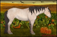 Horse Color:Sable Champagne Roan 
