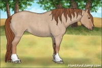 Horse Color:Red Dun Roan 