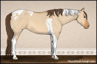 Horse Color:Bay Dun Tobiano Varnish 