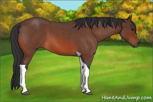 Horse Color:Bay Roan Tobiano
