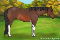 Horse Color:Bay Roan Tobiano 