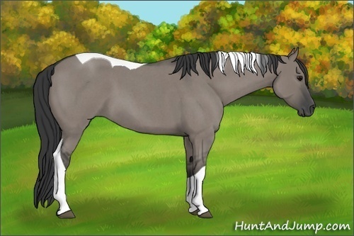 Horse Color:Grullo Roan Tobiano 