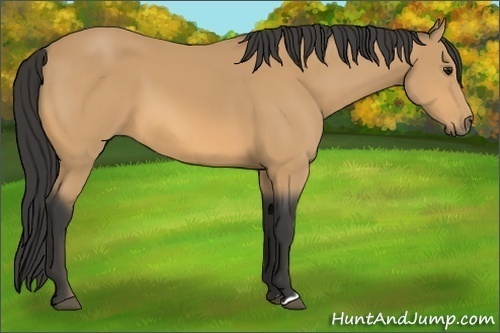 Horse Color:Buckskin