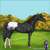 Horse Color:Black Appaloosa 