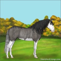 Horse Color:Grullo Splash Rabicano Brindle 