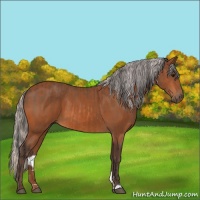 Horse Color:Bay and Silver Bay