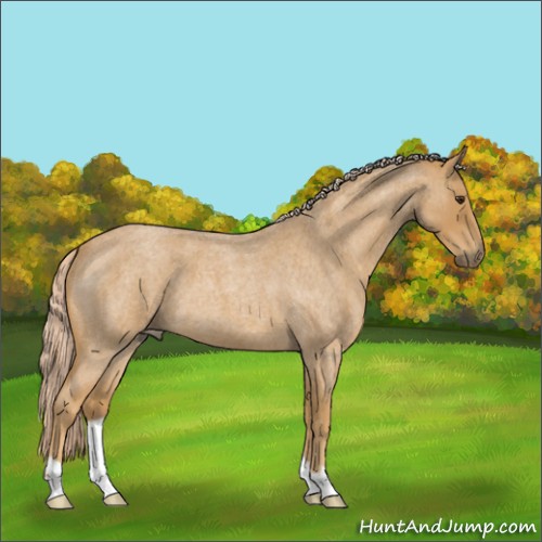 Horse Color:Palomino Roan 