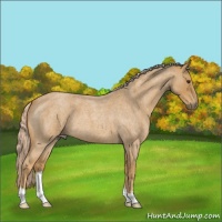 Horse Color:Palomino Roan 