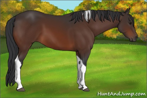 Horse Color:Brown Tobiano 