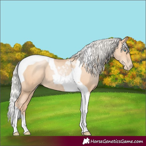 Horse Color:Silver Amber Champagne Pearl Tobiano 