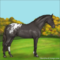 Horse Color:Smoky Blue Roan Appaloosa 