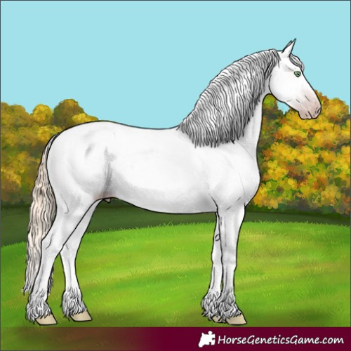 Horse Color:Gray Gold Cream Champagne Appaloosa 